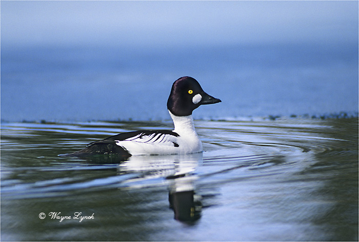 Male Common Goldeneye 103 by Dr. Wayne Lynch &copy;